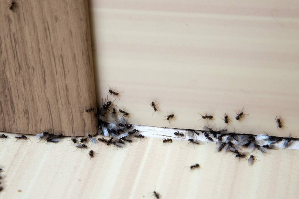 comment arrêter une invasion de fourmis