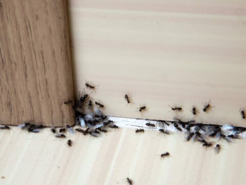 comment arrêter une invasion de fourmis