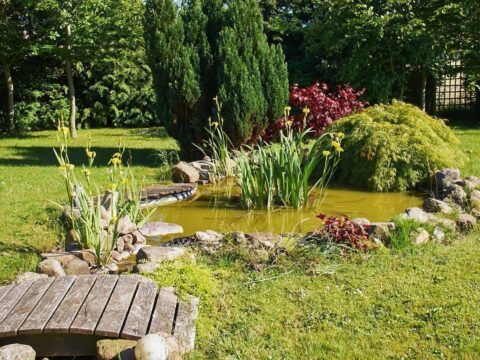 Comment faire une mare dans son jardin