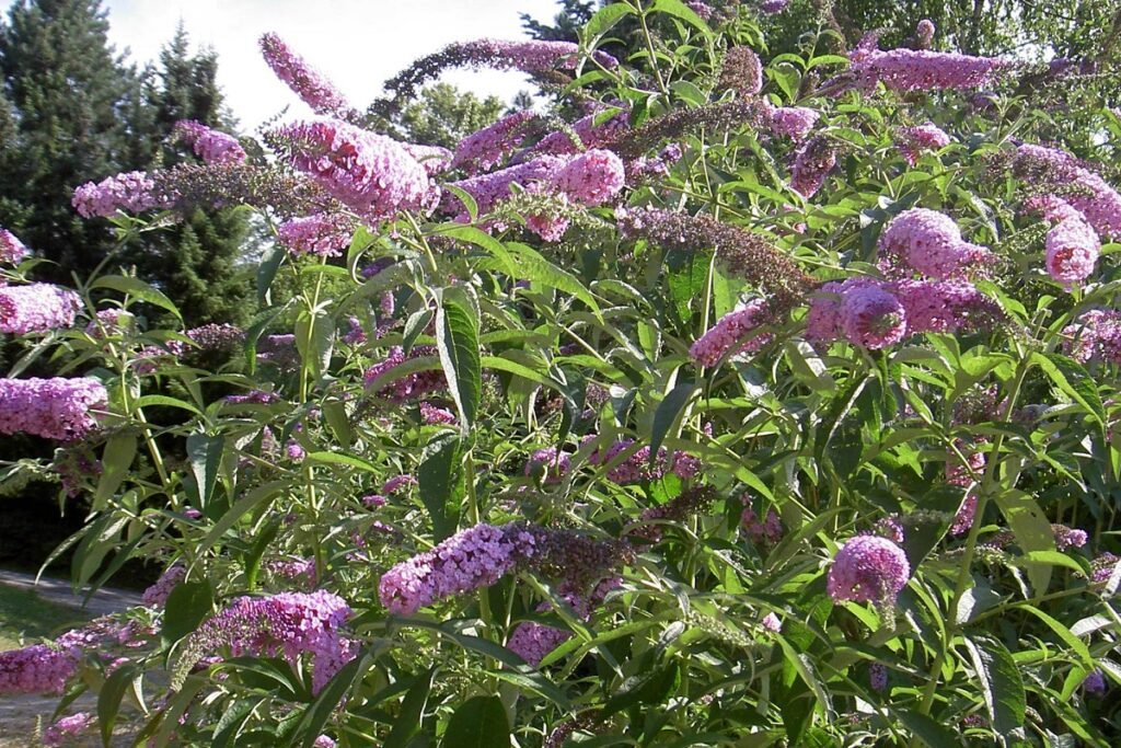 Buddleia de David