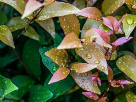 meilleurs arbustes jardin