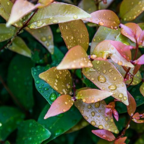 meilleurs arbustes jardin