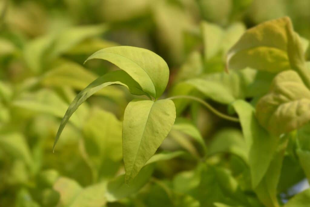 nandina