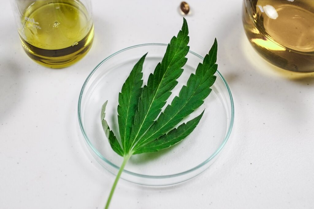 feuille de cannabis
