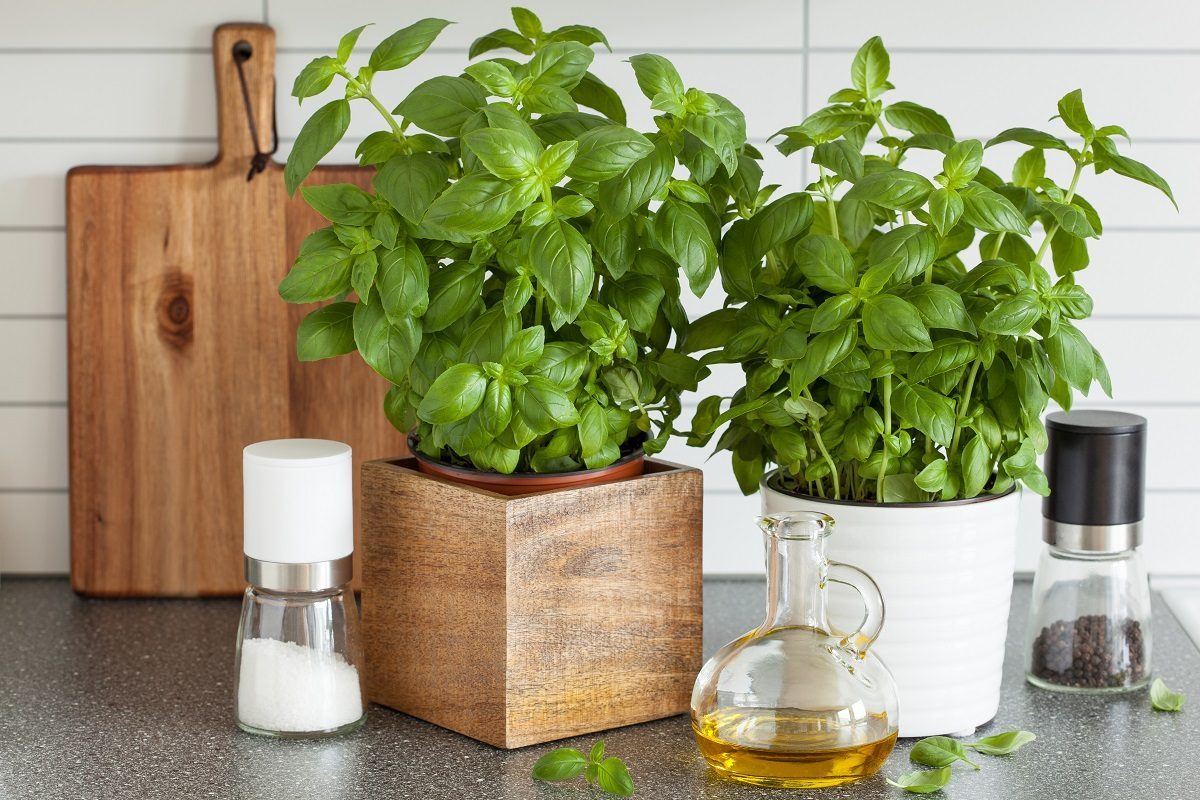 cultiver un potager en ville