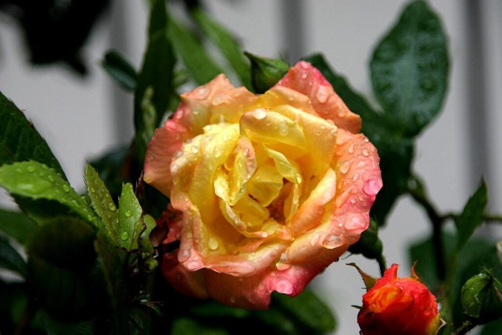 rosier